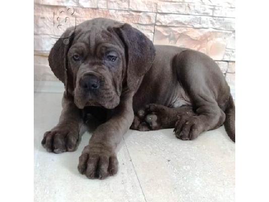 Κουτάβια Cane Corso